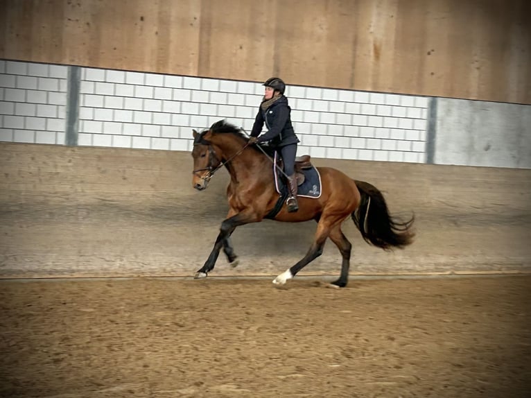 Holstein Gelding 4 years 16.1 hh Brown in Oberdorf