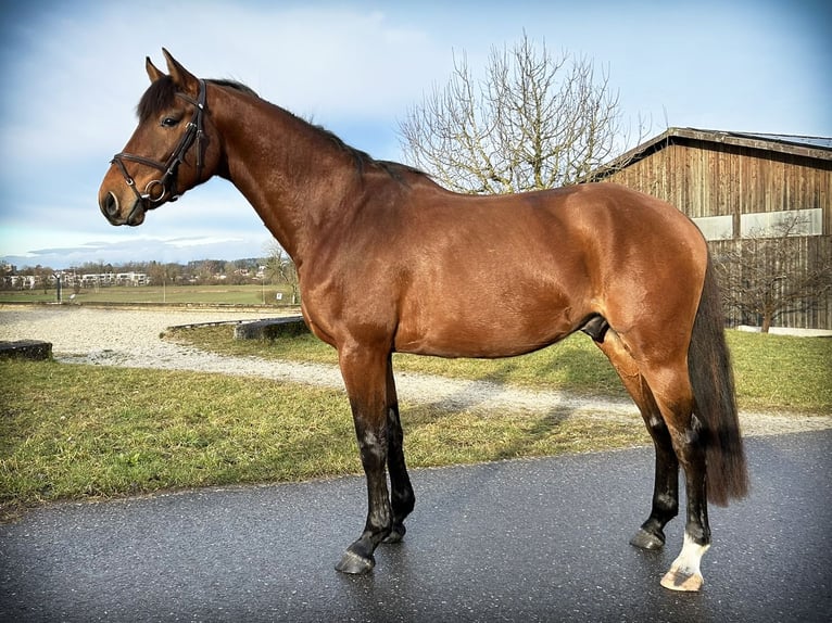 Holstein Gelding 4 years 16.1 hh Brown in Oberdorf
