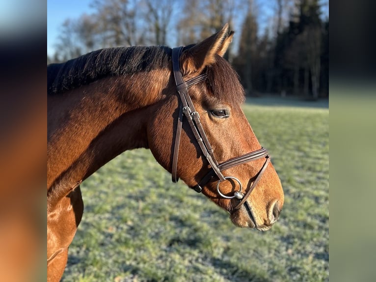 Holstein Gelding 4 years 16.1 hh Brown in Oberdorf