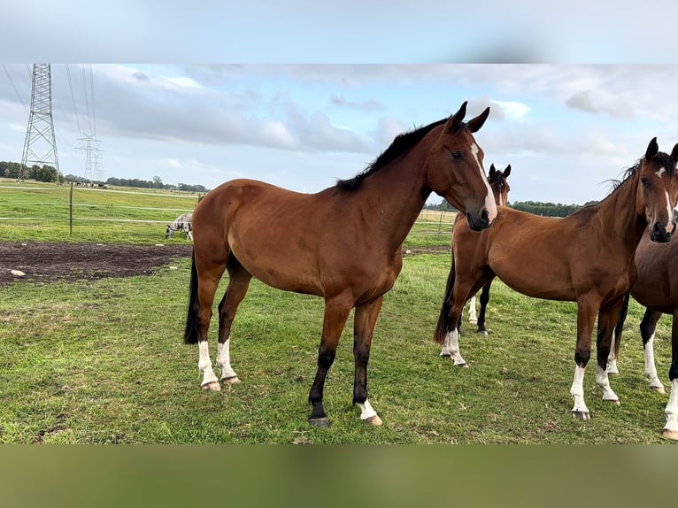 Holstein Gelding 4 years 16.1 hh Brown in KiebitzreiheKiebitzreihe