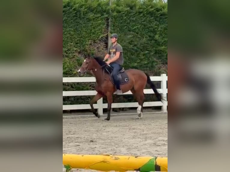 Holstein Gelding 4 years 16.1 hh Brown in Putte