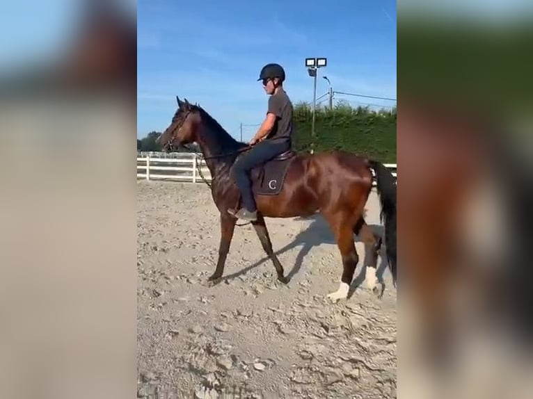 Holstein Gelding 4 years 16.1 hh Brown in Putte