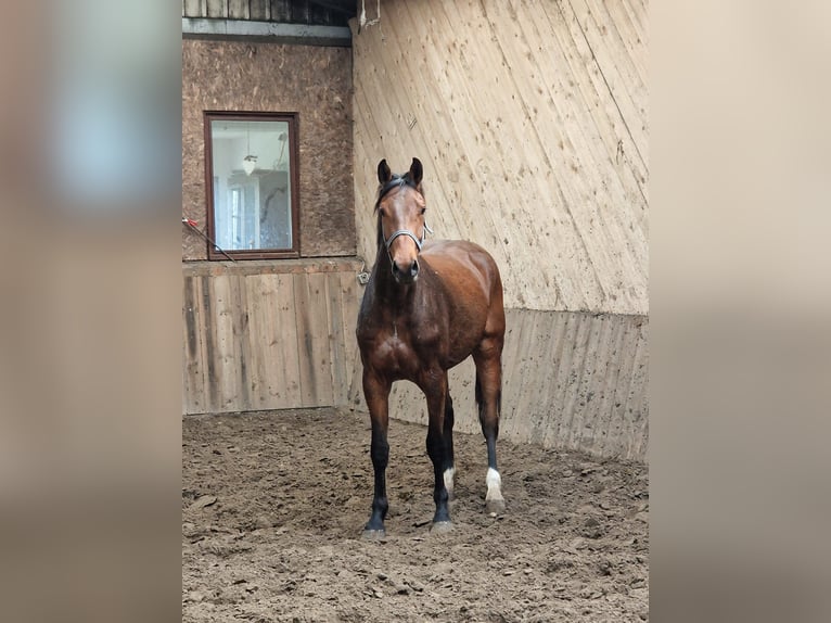 Holstein Gelding 4 years 16,1 hh Brown in Sollerup