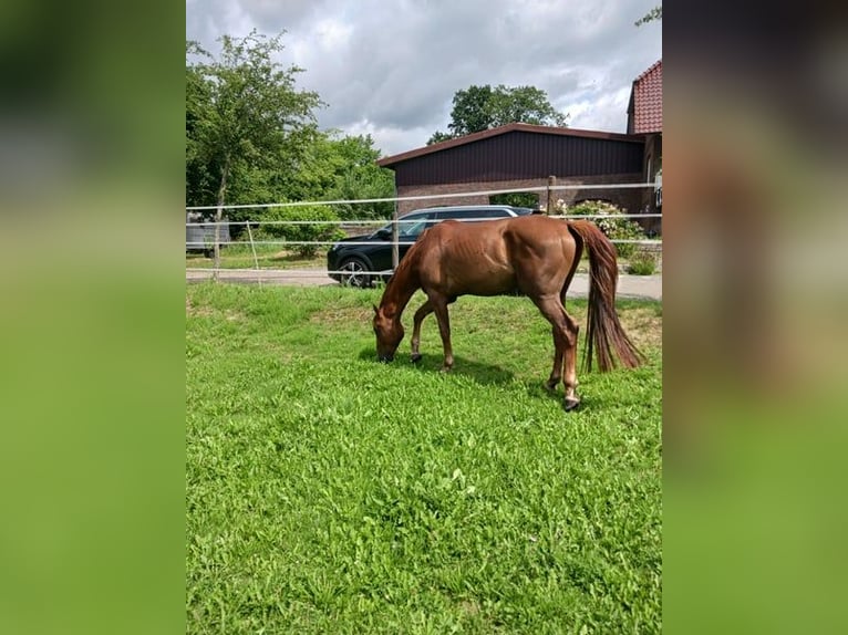 Holstein Gelding 4 years 16.1 hh Chestnut-Red in Latendorf O.T.Braak
