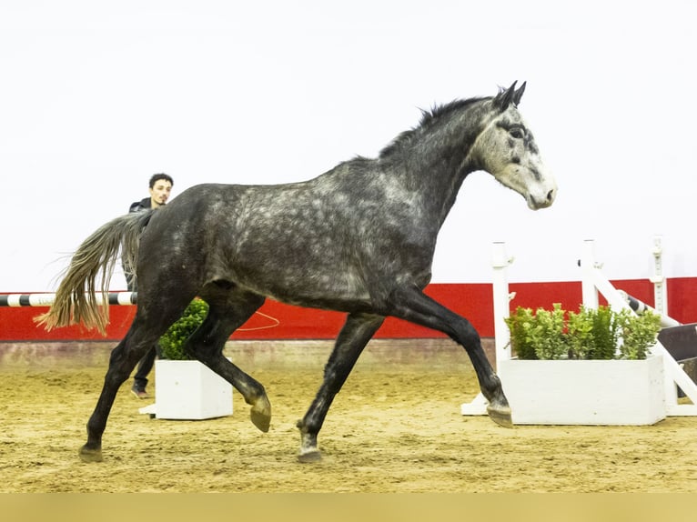 Holstein Gelding 4 years 16,1 hh Gray in Waddinxveen