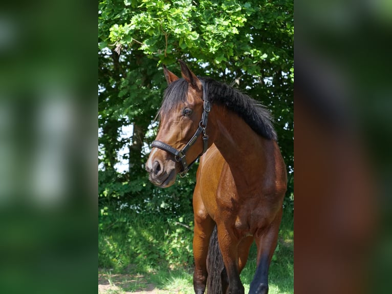 Holstein Gelding 4 years 16.2 hh Brown in Fockbek