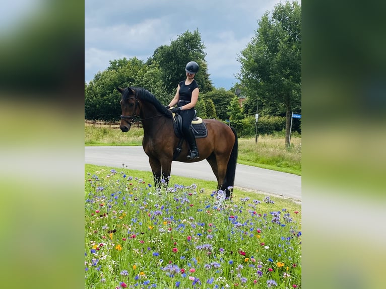 Holstein Gelding 4 years 16,2 hh Brown in Oeschebüttel