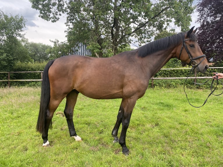 Holstein Gelding 4 years 16,2 hh Brown in Oeschebüttel