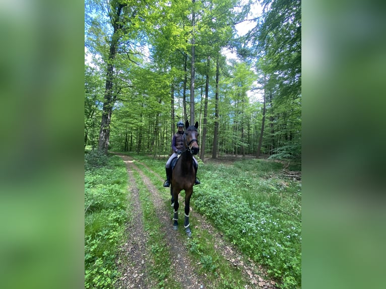 Holstein Gelding 4 years 16,2 hh Brown in Oeschebüttel