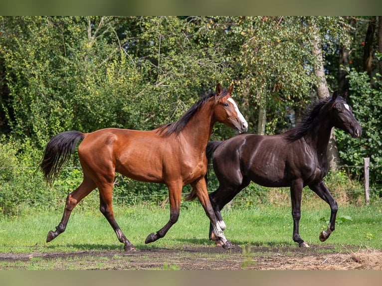 Holstein Gelding 4 years 16.2 hh Brown in Horst