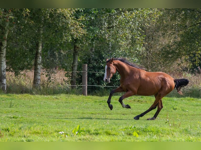 Holstein Gelding 4 years 16.2 hh Brown in Horst