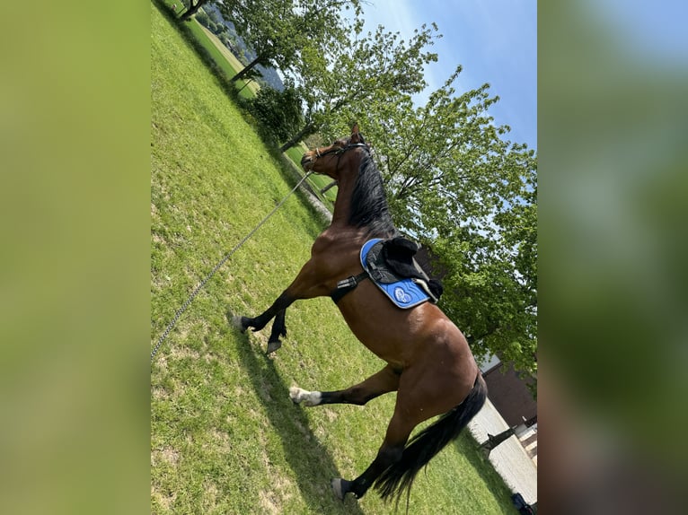 Holstein Gelding 4 years 16,2 hh Brown-Light in Hohenstein Bernloch