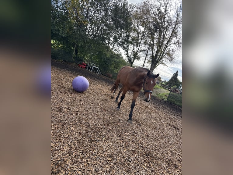 Holstein Gelding 4 years 16,2 hh Brown-Light in Hohenstein Bernloch