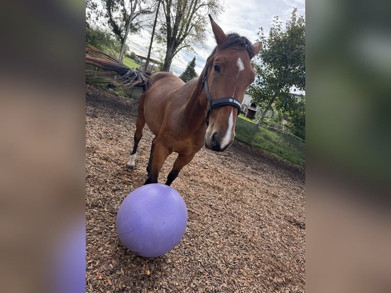 Holstein Gelding 4 years 16,2 hh Brown-Light in Hohenstein Bernloch