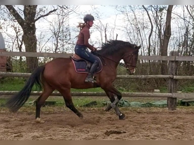 Holstein Gelding 4 years 16.2 hh Brown in Borstorf