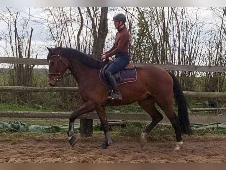 Holstein Gelding 4 years 16.2 hh Brown in Borstorf