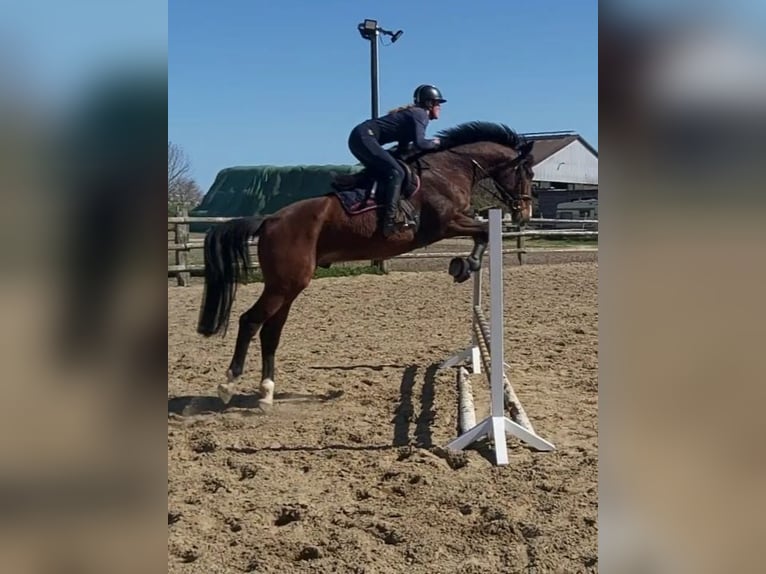 Holstein Gelding 4 years 16.2 hh Brown in Borstorf