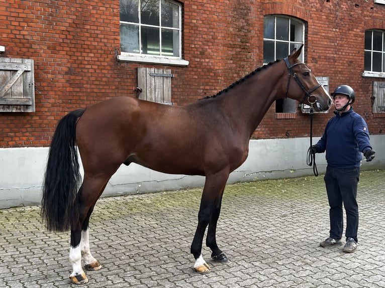 Holstein Gelding 4 years 16,2 hh Brown in Averlak