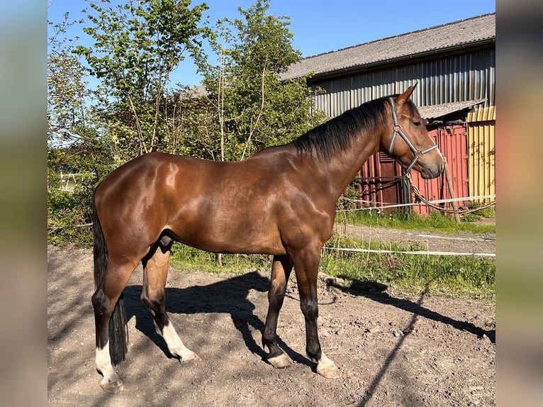 Holstein Gelding 4 years 16,2 hh Brown in Averlak