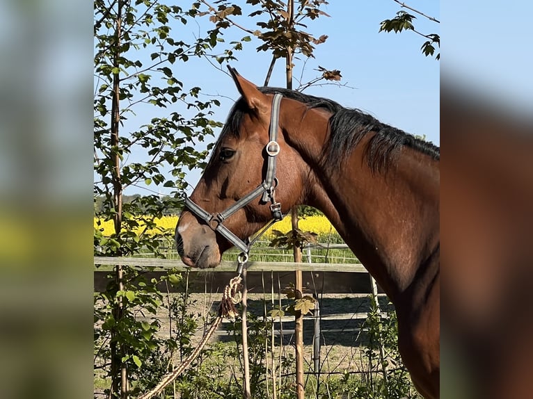 Holstein Gelding 4 years 16,2 hh Brown in Averlak