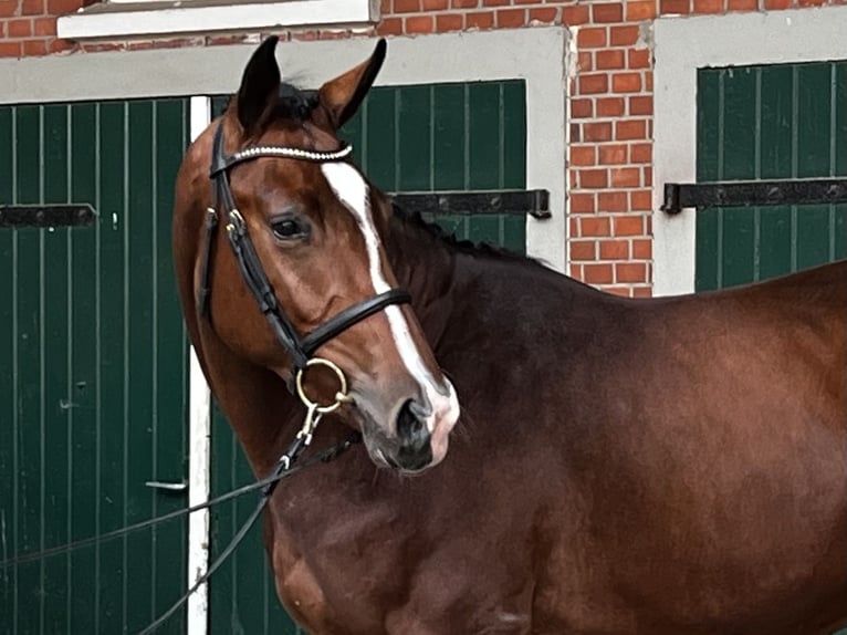 Holstein Gelding 4 years 16,2 hh Brown in Averlak