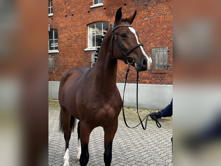 Holstein Gelding 4 years 16,2 hh Brown in Averlak