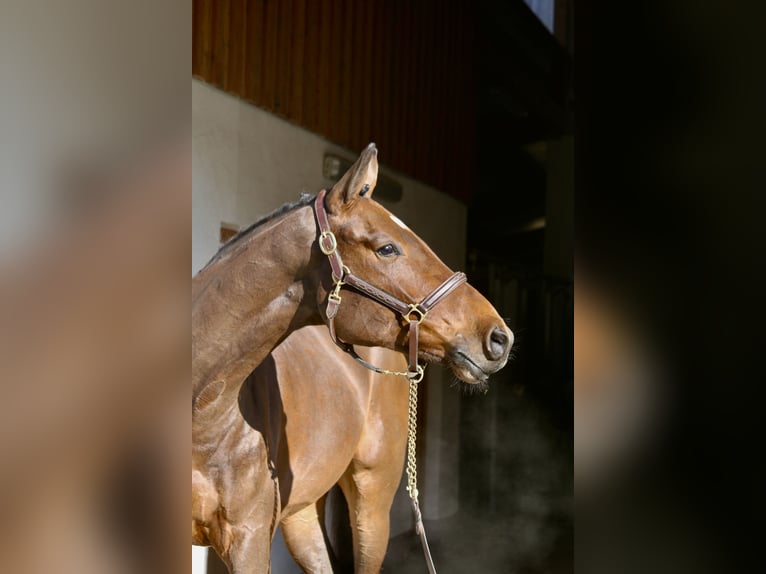 Holstein Gelding 4 years 16.2 hh Brown in Erharting