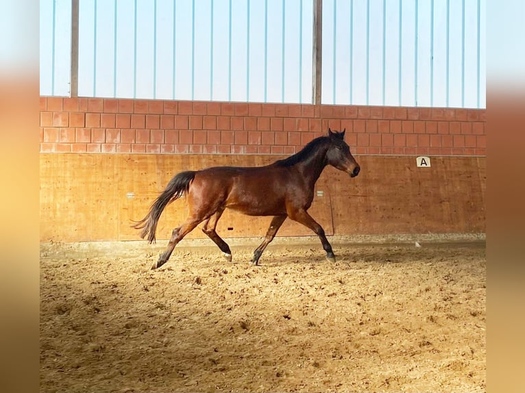 Holstein Gelding 4 years 16.2 hh Brown in Bargenstedt
