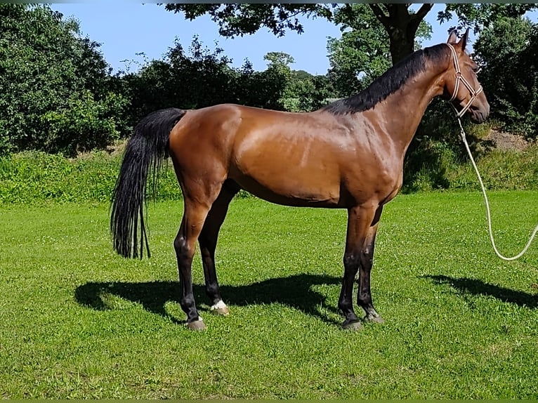 Holstein Gelding 4 years 16.2 hh Brown in Bargenstedt