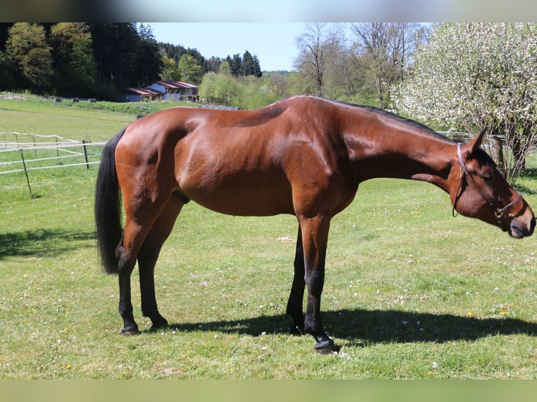 Holstein Gelding 4 years 16.2 hh Brown in Erharting