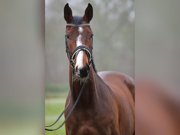 Holstein Gelding 4 years 16,2 hh Brown in Rickling