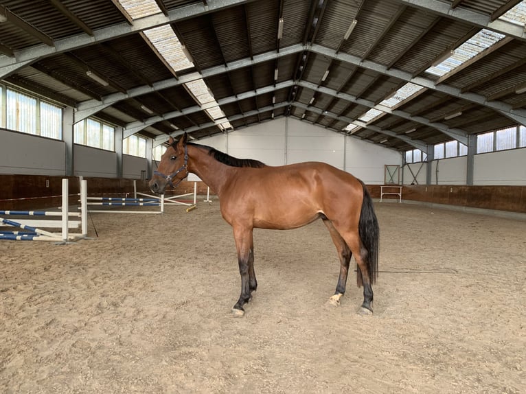 Holstein Gelding 4 years 16,2 hh Brown in Ladeburg