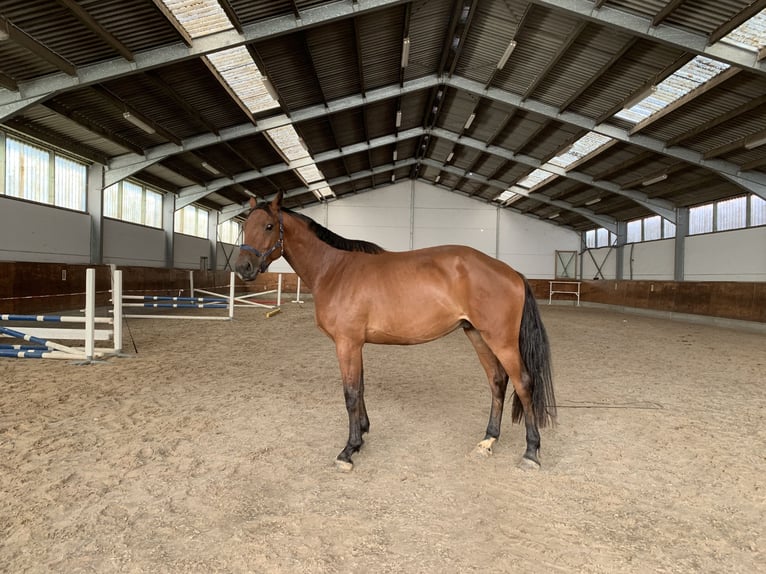 Holstein Gelding 4 years 16,2 hh Brown in Ladeburg