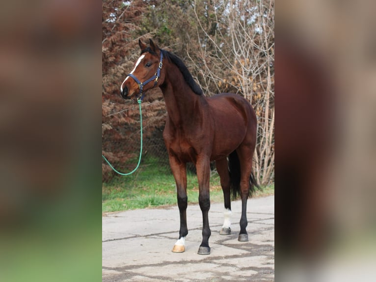 Holstein Gelding 4 years 16,2 hh Brown in Békésszentandrás