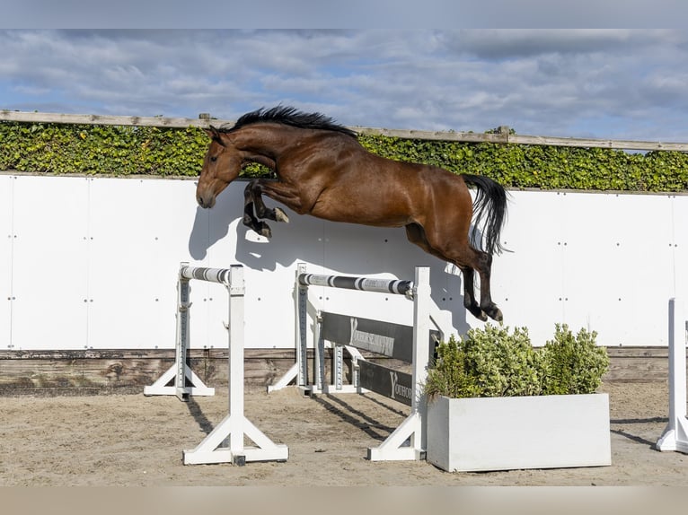 Holstein Gelding 4 years 16.2 hh Brown in Waddinxveen