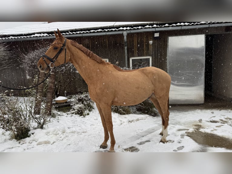 Holstein Gelding 4 years 16,2 hh Chestnut-Red in Sinzing