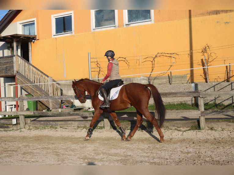 Holstein Gelding 4 years 16,2 hh Chestnut-Red in Lochen