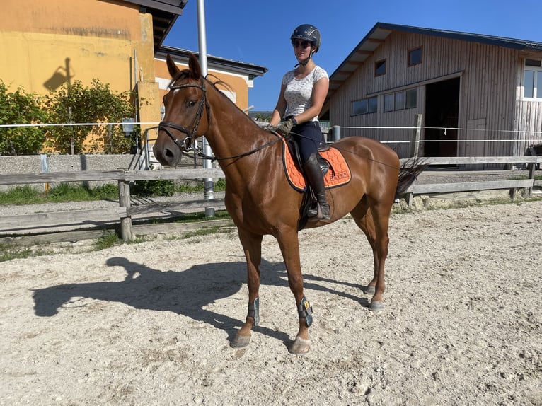 Holstein Gelding 4 years 16,2 hh Chestnut-Red in Lochen