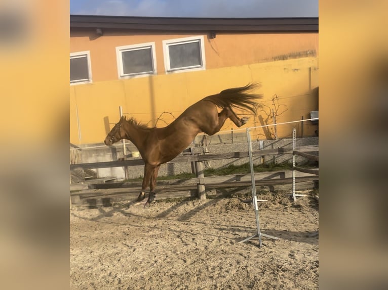 Holstein Gelding 4 years 16,2 hh Chestnut-Red in Lochen