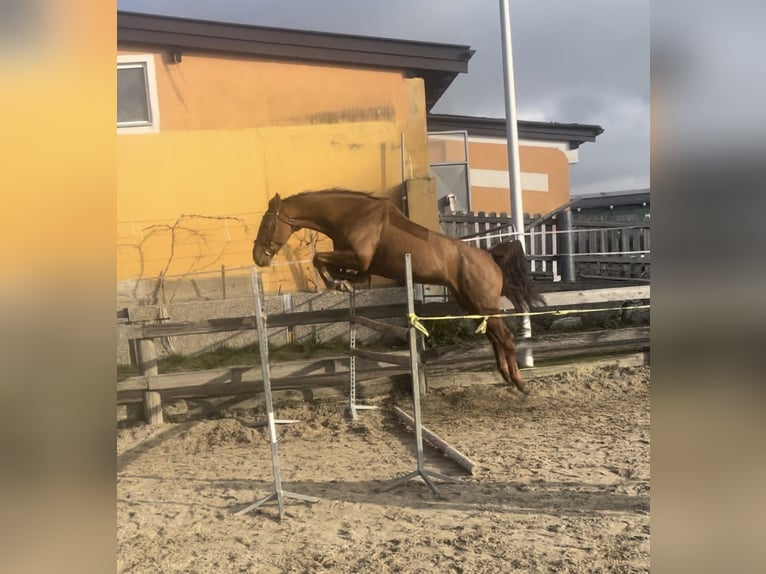 Holstein Gelding 4 years 16,2 hh Chestnut-Red in Lochen