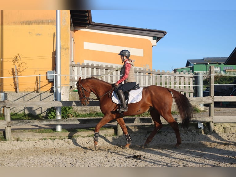 Holstein Gelding 4 years 16,2 hh Chestnut-Red in Lochen