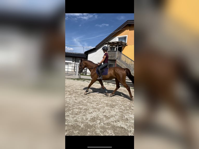 Holstein Gelding 4 years 16,2 hh Chestnut-Red in Lochen