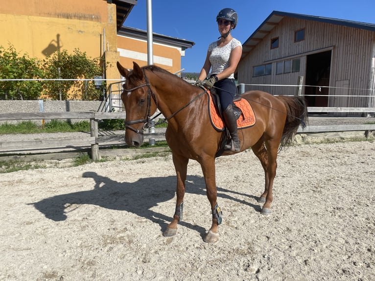 Holstein Gelding 4 years 16,2 hh Chestnut-Red in Lochen