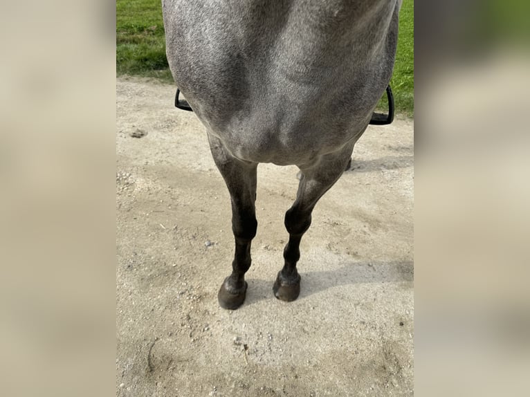 Holstein Gelding 4 years 16,2 hh Gray-Dapple in Illertissen