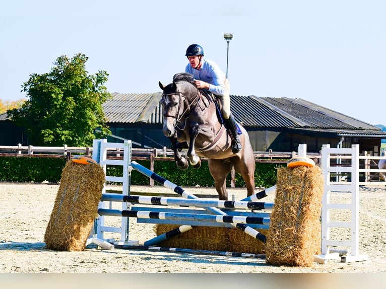 Holstein Gelding 4 years 16,2 hh Gray in Bladel