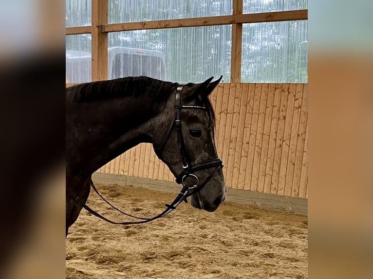 Holstein Gelding 4 years 16,2 hh Gray in Seester