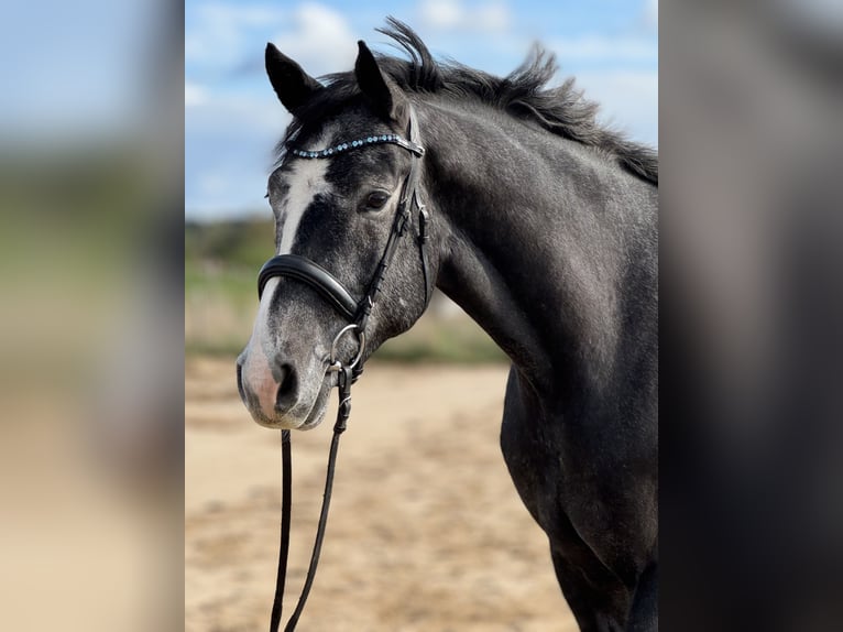 Holstein Gelding 4 years 16.2 hh Grey-Dark-Tan in Krumstedt