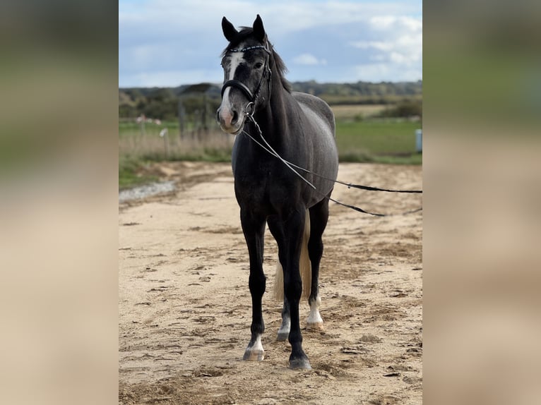 Holstein Gelding 4 years 16.2 hh Grey-Dark-Tan in Krumstedt