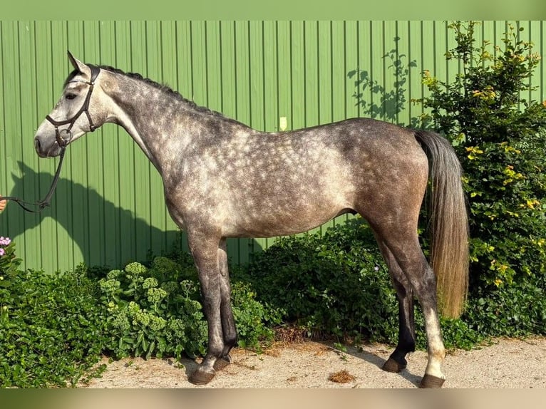 Holstein Gelding 4 years 16.2 hh Grey in Süderlügum