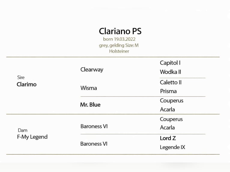 Holstein Gelding 4 years 16.2 hh Grey in KRAJENKA